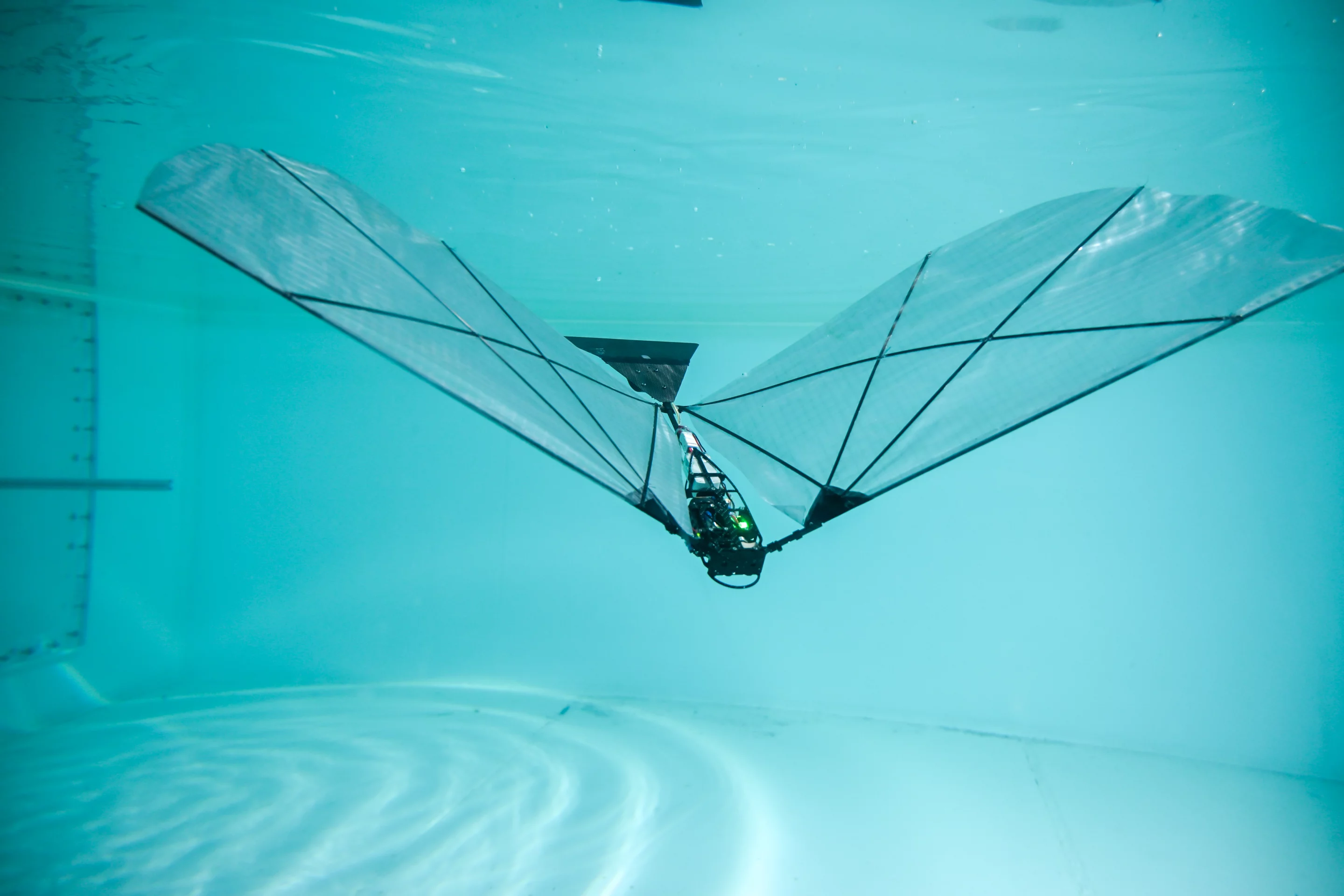 Flexible wings let it bend underwater instead of folding like a bird’s wing