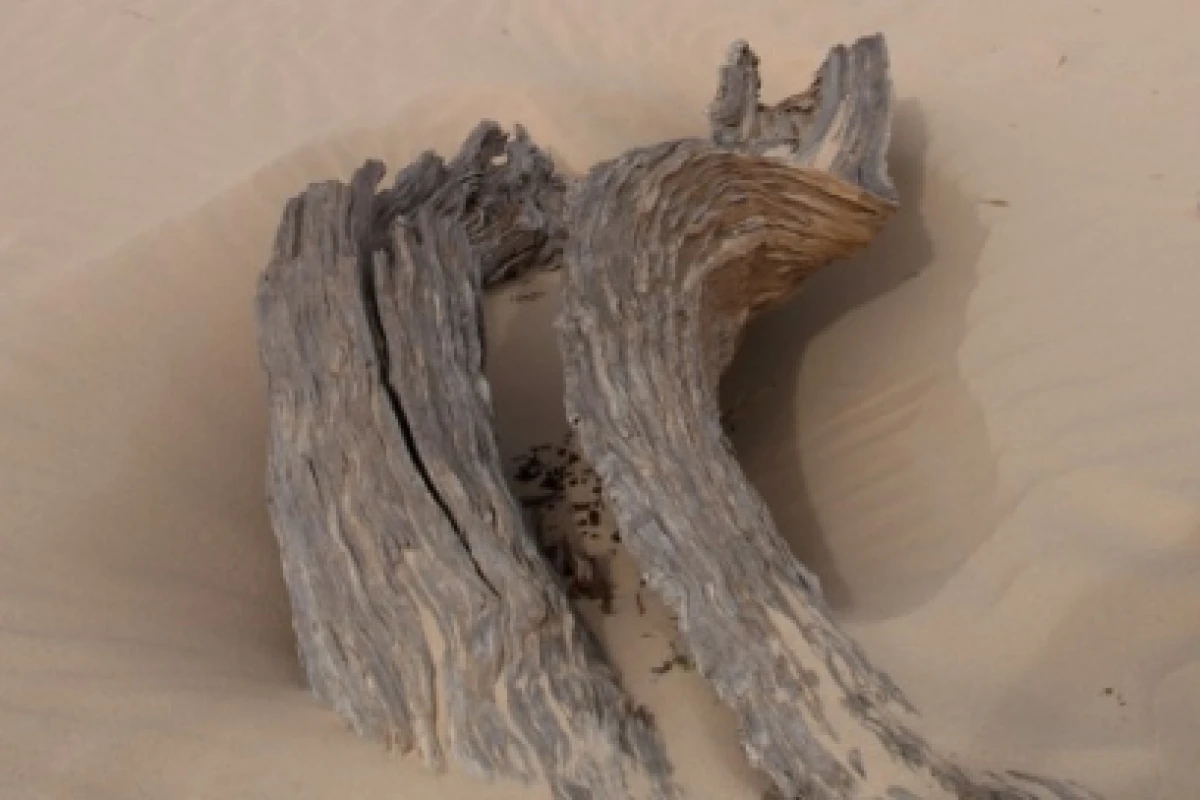 A new procedure to turn blocks of wood into artificial bones has been developed by Italian scientists