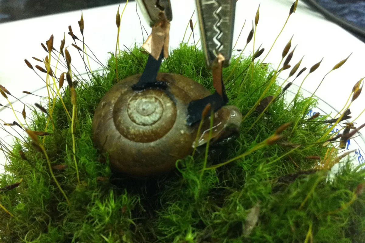 The cyborg snail with a biofuel cell implant that generates electrical power from glucose and oxygen in the snail's blood