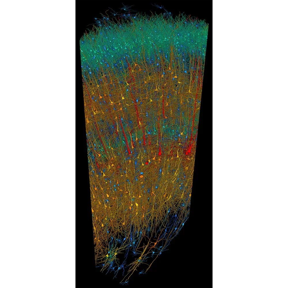 This complete image of the sample shows the six layers of different types of neurons, color coded here