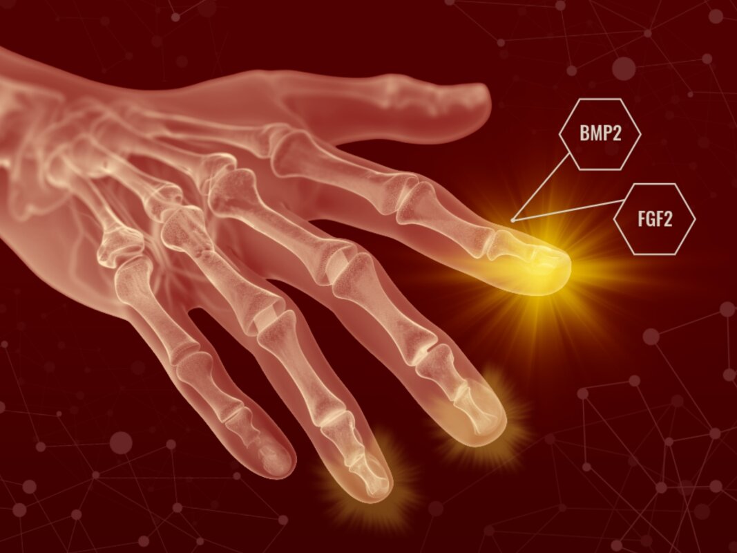 Our bodies may be able to regrow lost limbs after all