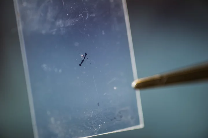 A sample of the MoS2 material that could be the basis for piezoelectric devices that are optically transparent, very light, and extremely bendable and stretchable (Photo: Rob Felt)