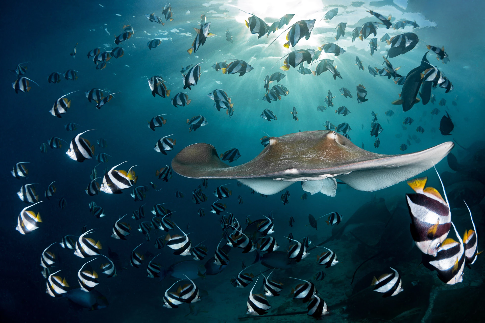 Underwater - Winner. "Sunset Ray". Tuna Factory, Maldives