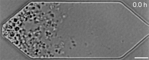 A microscope image of the synthetic JCVI-Syn3A cells dividing