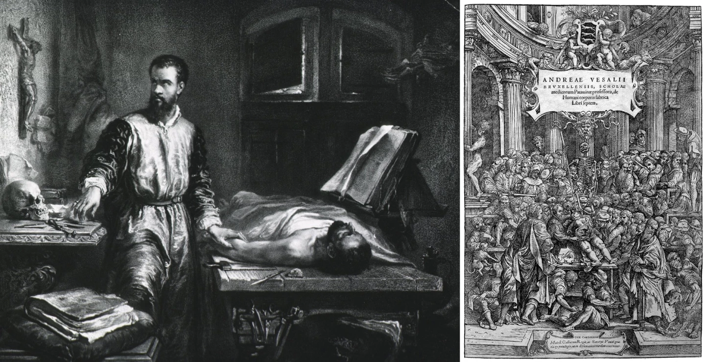 Andreas Vesalius (1514 - 1564) is generally regarded as the founder of modern human anatomy. Vesalius' magnum opus was this De humani corporis fabrica (On the Fabric of the Human Body), which had almost as much impact on the world as did Newton's Principia, revolutionising the science of anatomy and how it was taught.