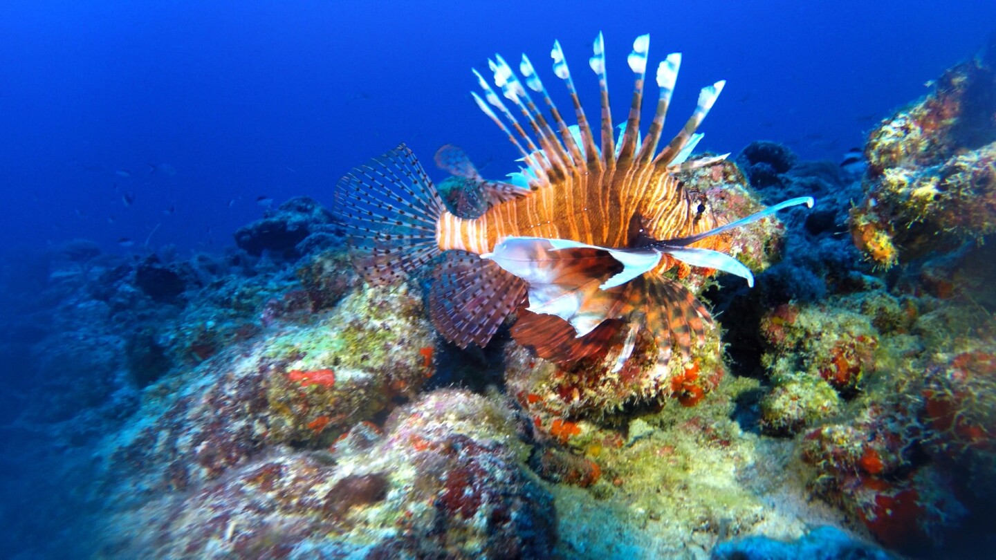 The lionfish is a delicacy despite its poisonous spines