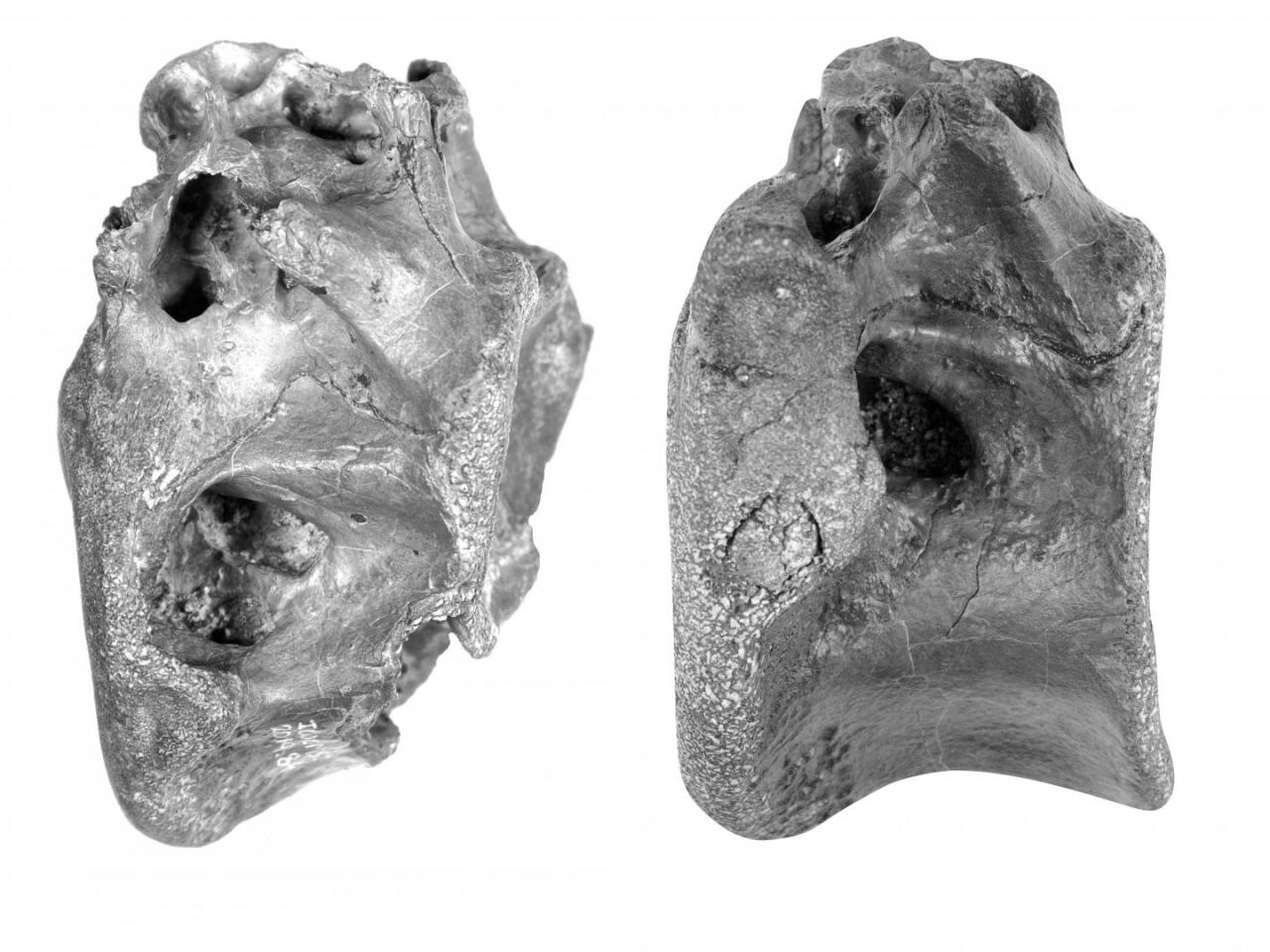 Two of the four vertebrae