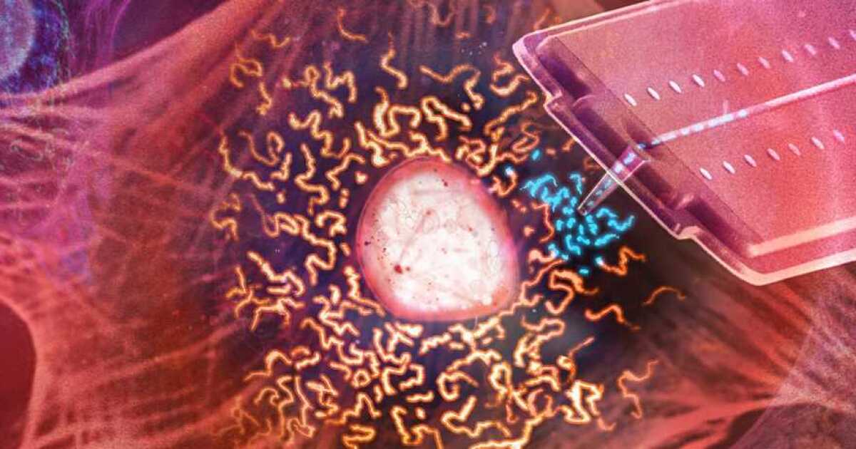 Mitochondrial transplants between living cells could save dying organs