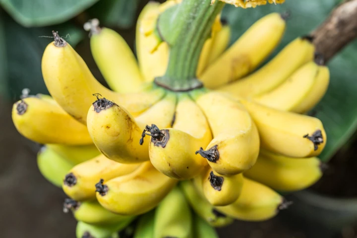 Researchers have developed an AI-powered app that is designed to help combat banana diseases and pests