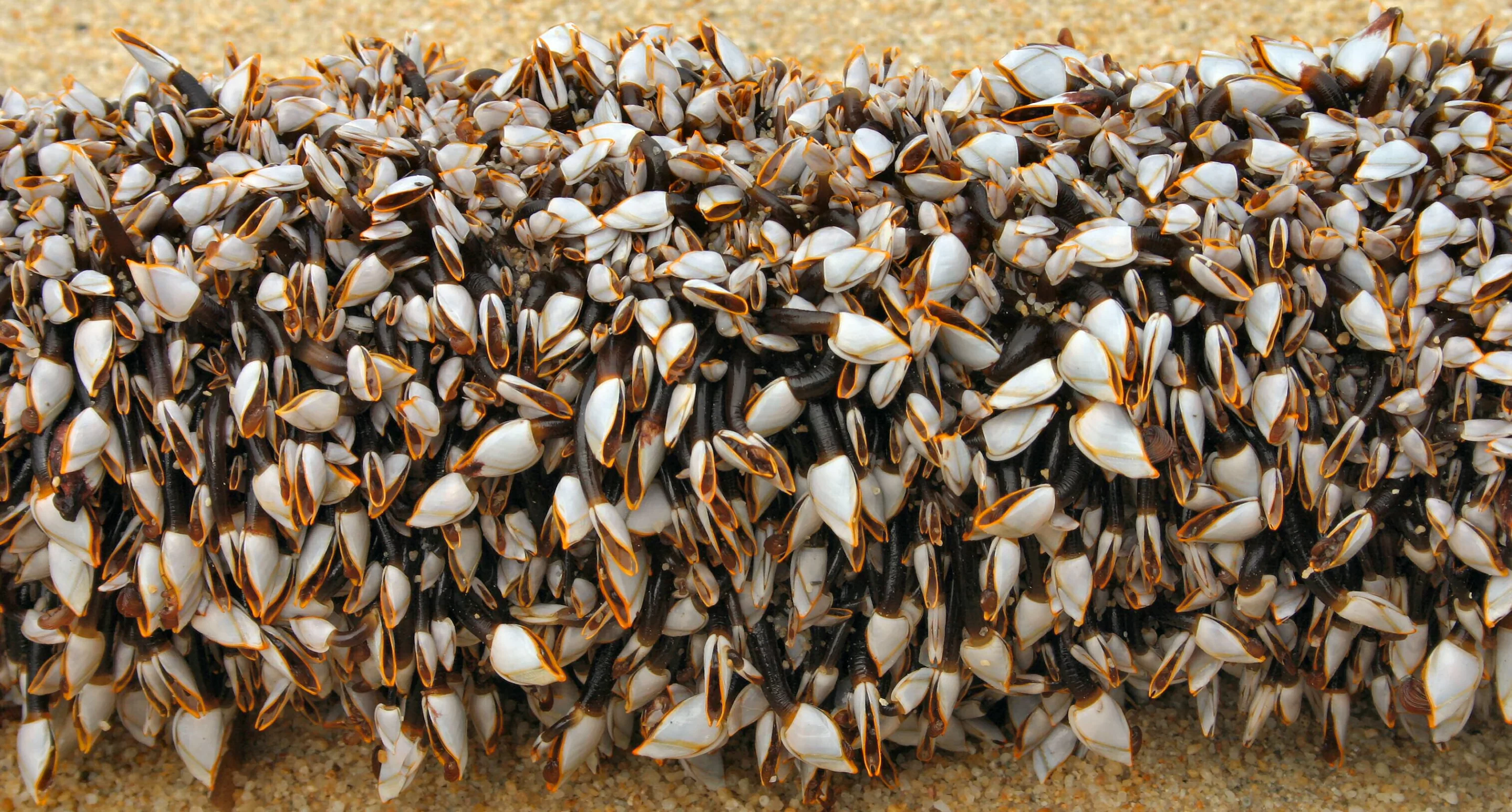 The study found that Lepas anserifera barnacles (pictured) grow at an average rate of 1.05 mm per day