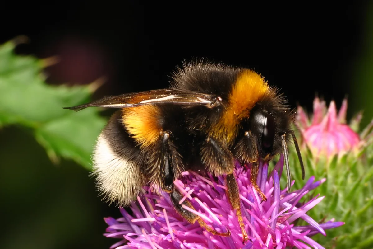 Studying the behavior of bees might lead to better, much more flexible ways to deal with problems ranging from building faster computer networks to creating more powerful microchips (Photo: Shutterstock)
