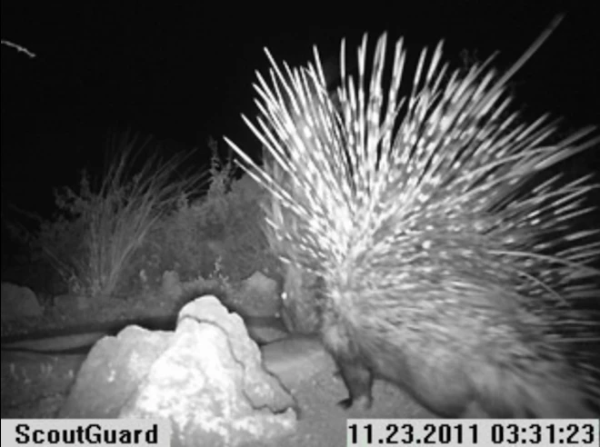 Instant Wild is a conservation app that sends photos of wild animals to users' iPhones, as those animals trigger camera traps in the wild