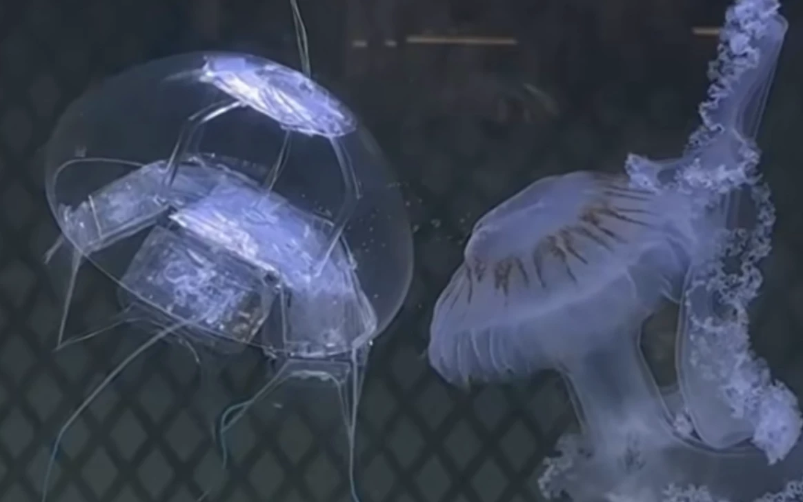 Just like the real thing, but with a camera and AI chip instead of stinging tentacles