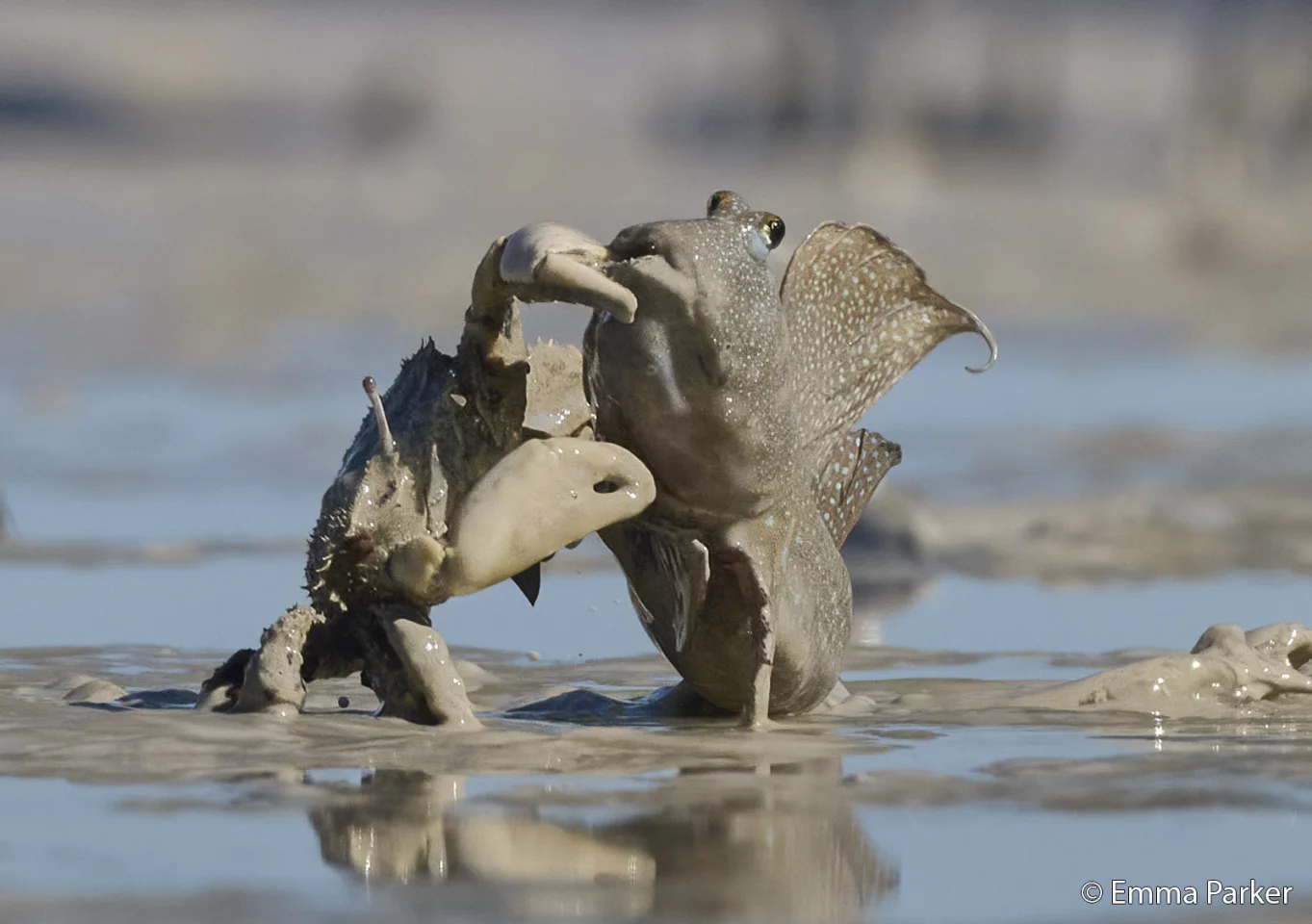 Animal Behaviour: "Crab Attack" (Yawuru Nagulagun/Roebuck Bay Marine Park, WA), by Emma Parker