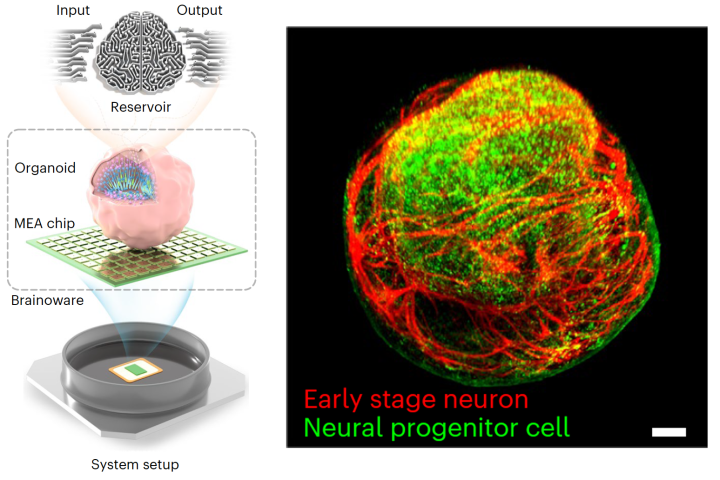 The "Brainoware" system uses a ball of self-organized, living human brain cells, mounted on an electrode chip