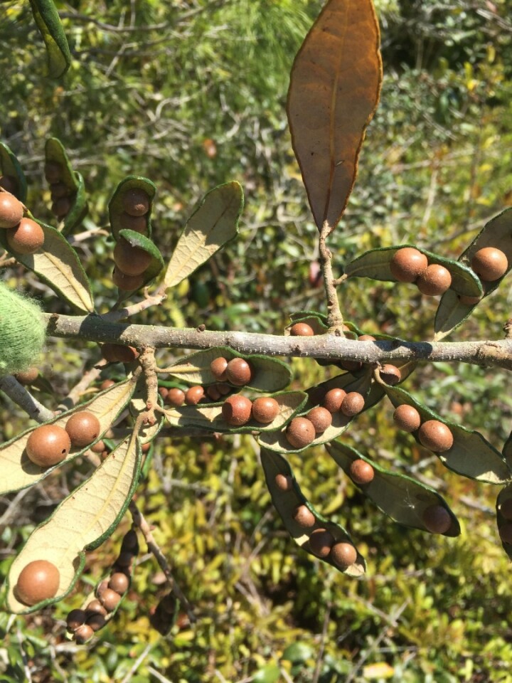 Wasp nurseries growing on the underside of oak tree leaves