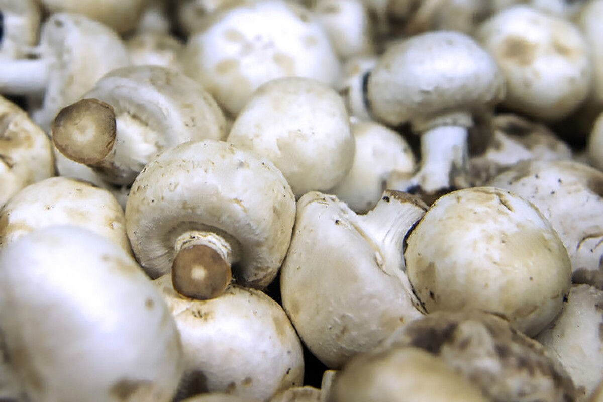 Mushrooms may be stuffed with antiaging potential