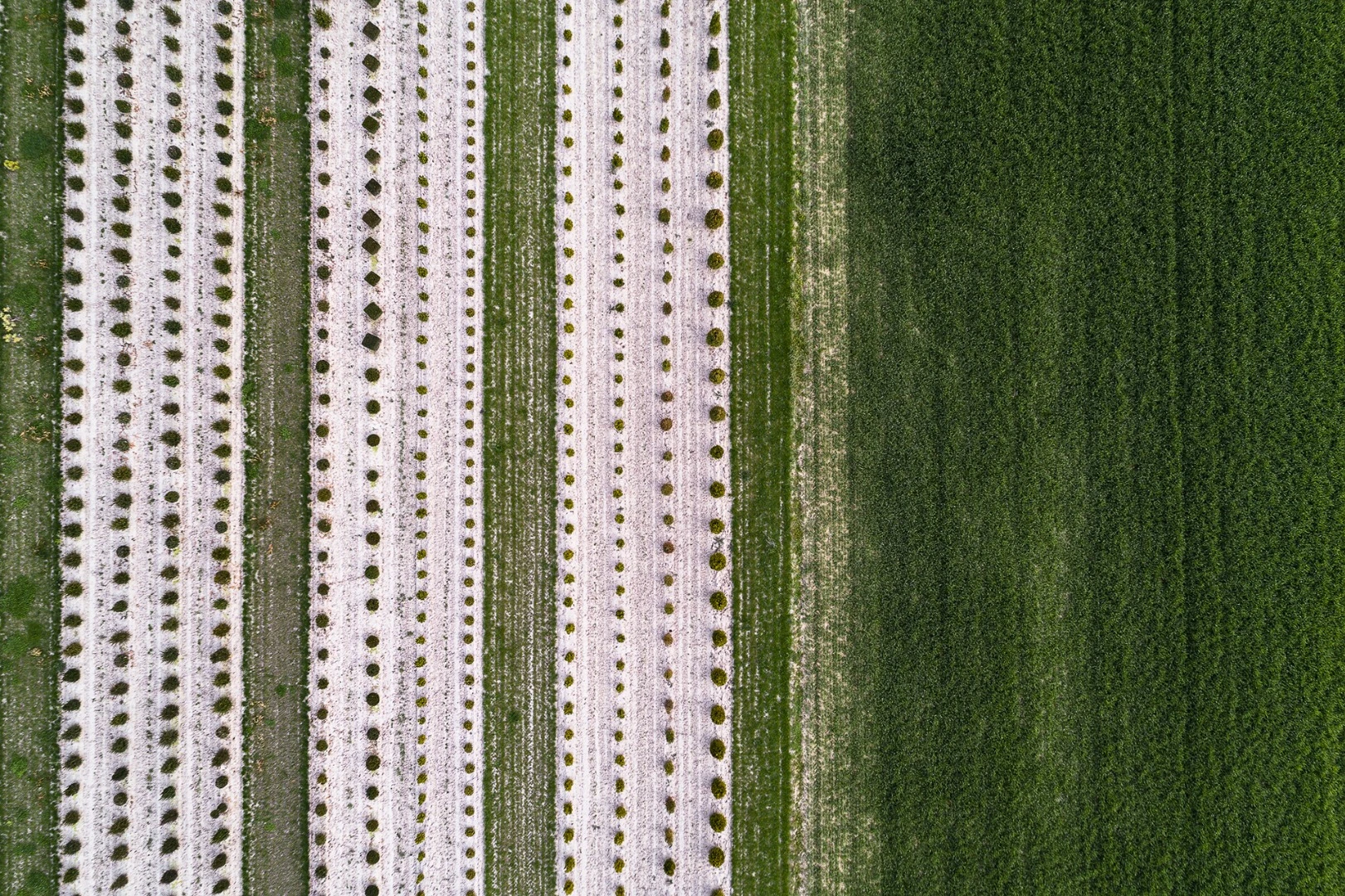 The Cultivation Series: Dedicated to the art of gardening, this series is an examination into the ways humans corral nature