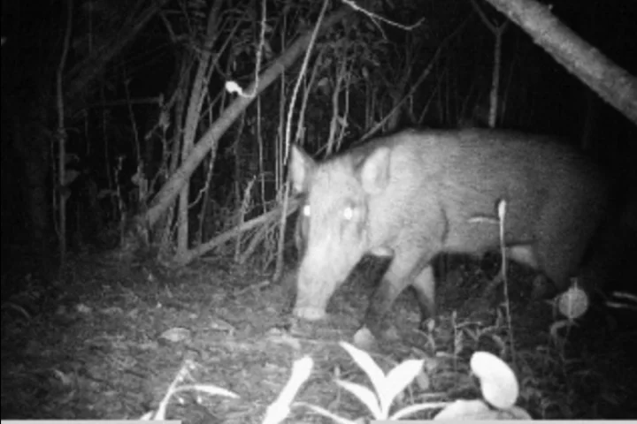 Instant Wild is a conservation app that sends photos of wild animals to users' iPhones, as those animals trigger camera traps in the wild