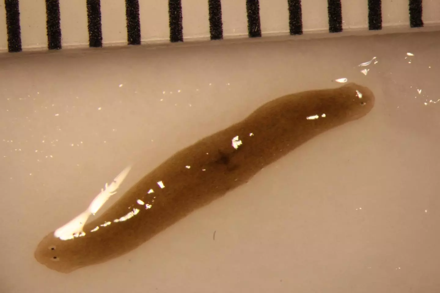 Meet the two-headed flatworm from space