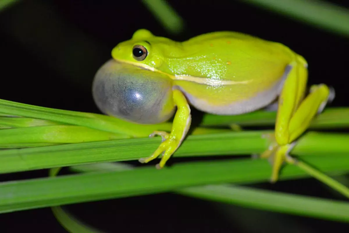 By filling their lungs with air, female American tree frogs are better able to distinguish the mating calls of males of their species (pictured)