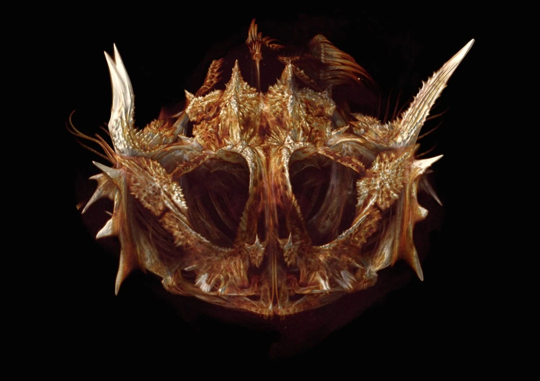 After tackling the 25,000 known fish species in the world, the team plans to move onto scanning all 50,000 vertebrate species