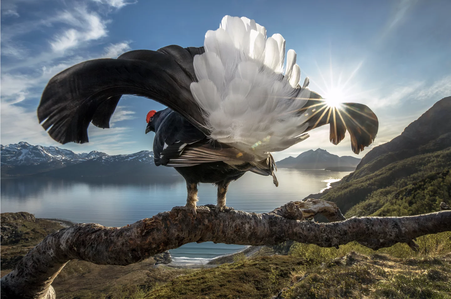 Taking Center Stage by Audun Rikardsen, Grand Prize Winner, Tromsø, Norway.