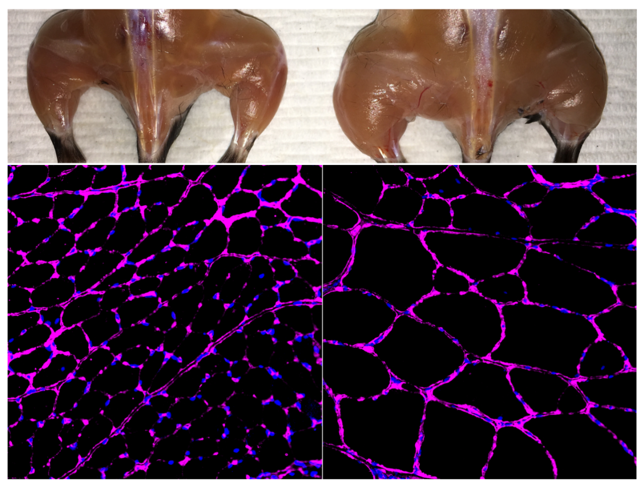 The technique enhanced the skeletal muscle mass (top) of treated mice (right) against a control (left), as well as the growth of muscle fibers (bottom)