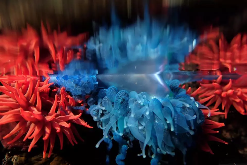 Peter Salt's colorful shot of blue bottle and Waratah anemones at Bawley Point in New South Wales was short-listed in Animals