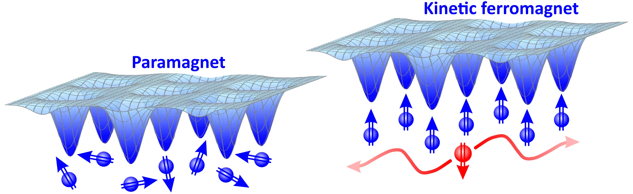 The material in the new study started out with paramagnetism (left), which arises when the spins of the electrons (blue balls) all point in random directions. After a while the material exhibits kinetic ferromagnetism (right), where electrons pair up into doublons (red ball) which spread out to fill the lattice by causing the electrons' spins to all align