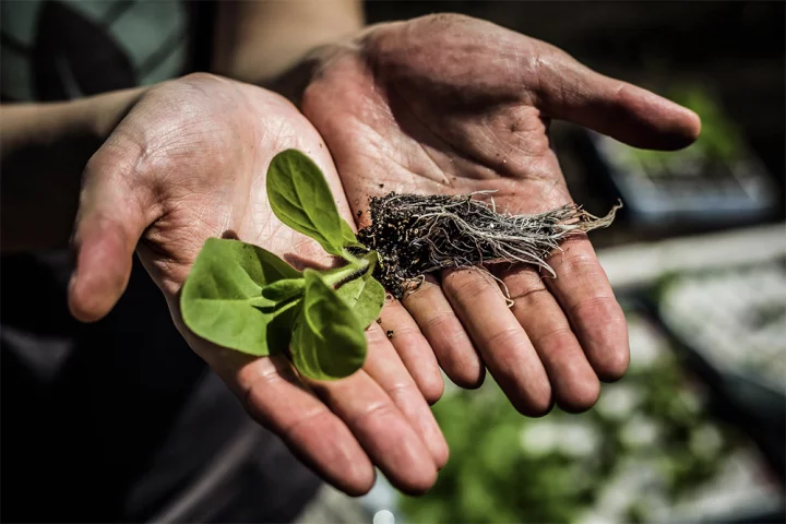 The genetically modified crops grow faster and taller than their conventional counterparts