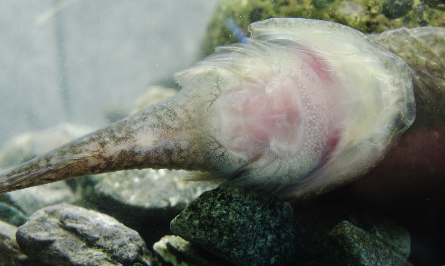 The underside of the clingfish's suction disc is covered with tiny hair-like structures, arranged in layers (Photo: Petra Ditsche, UW)