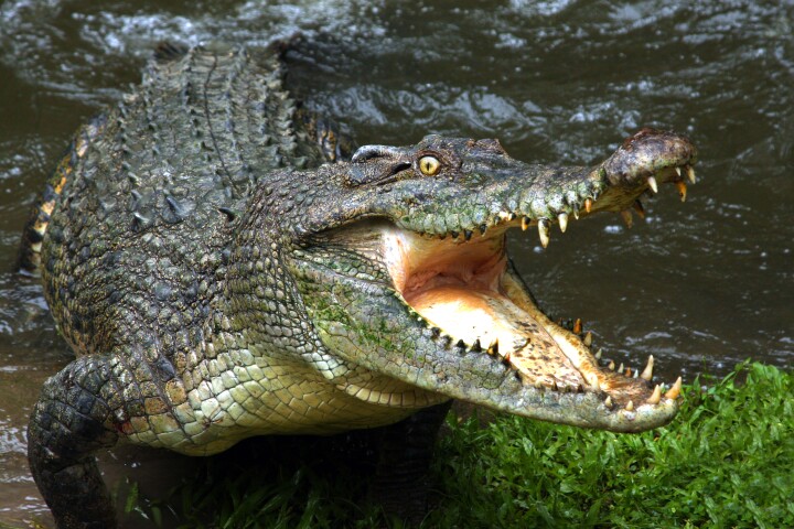 Saltwater crocodiles use a pH sensing mechanism to attack and kill fungal pathogens