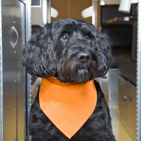 The Bowlus Road Chief interior with dog