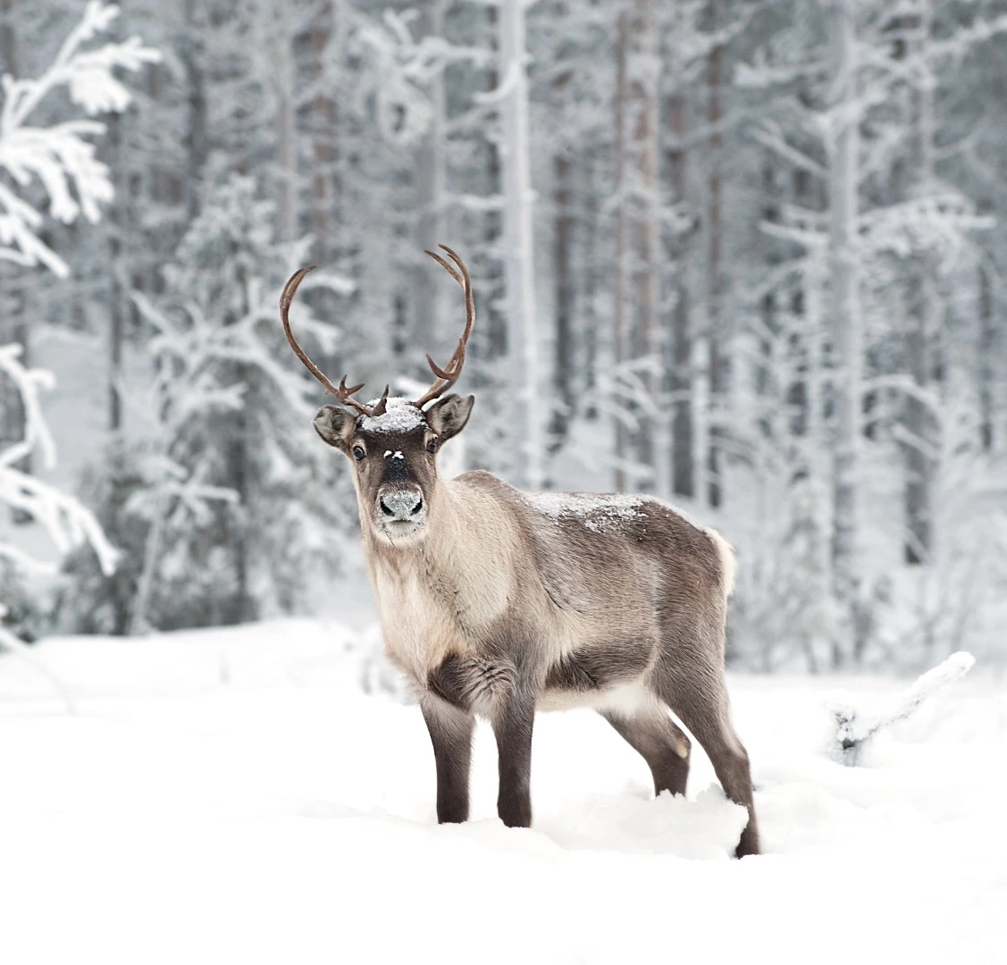 Reindeer could be at risk of catastrophic die-off on the Norwegian archipelago of Svalbard, scientists say