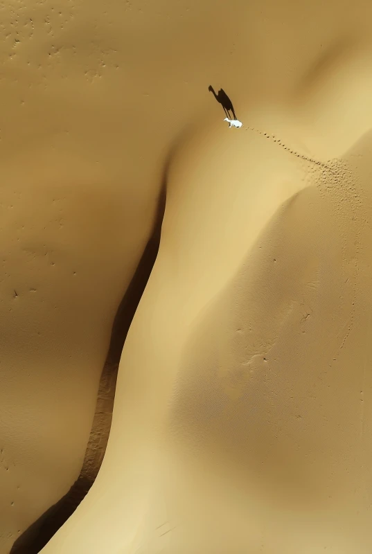 Camel 2: Commended in the Nature category