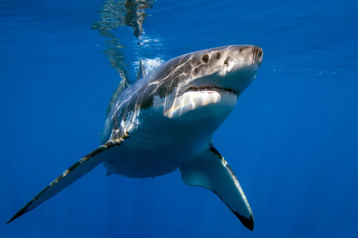 Researchers have tested the effectiveness of various technologies designed to deter sharks