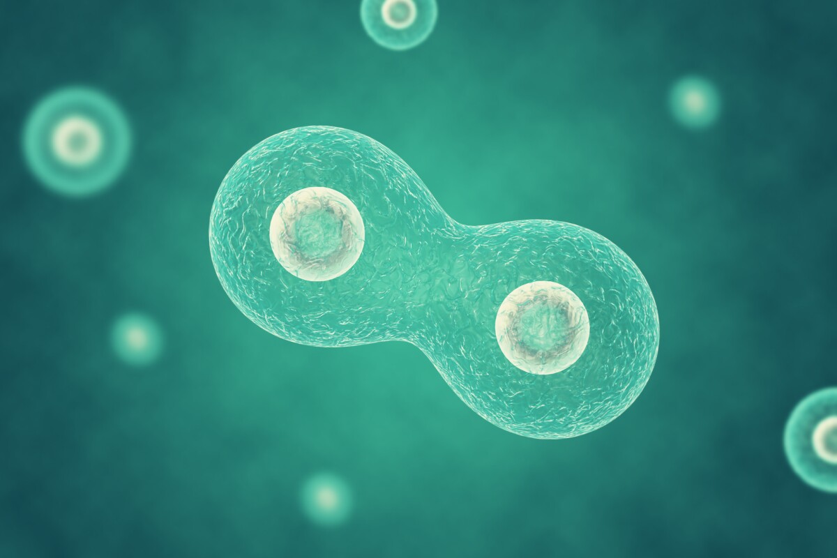 Protozoa. A set of protozoa - amoeba, ciliate slipper, Chlamydomonas and Euglena