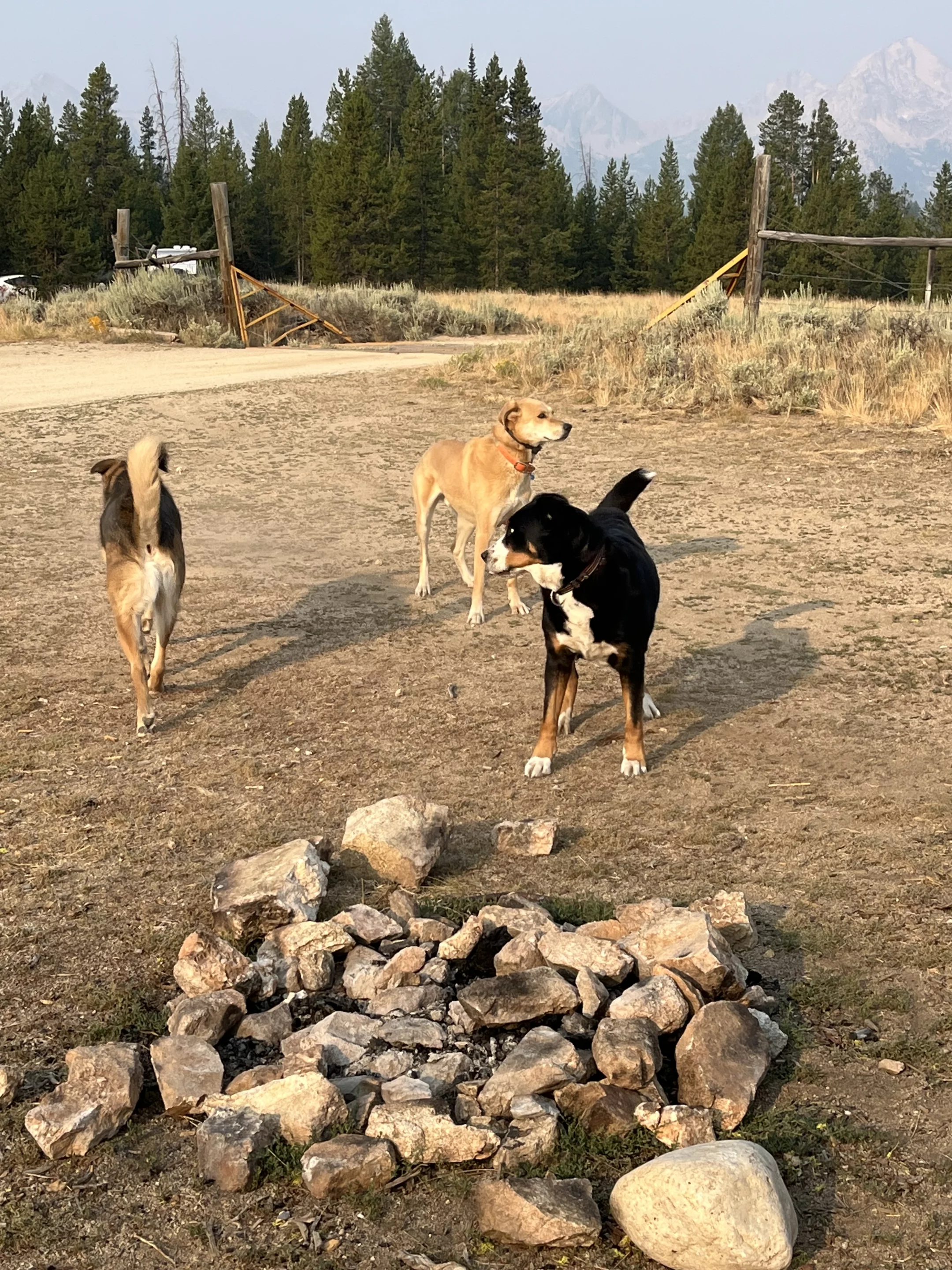 Instant friends! A great morning for our dog Apple when the neighbors stopped by to say hello