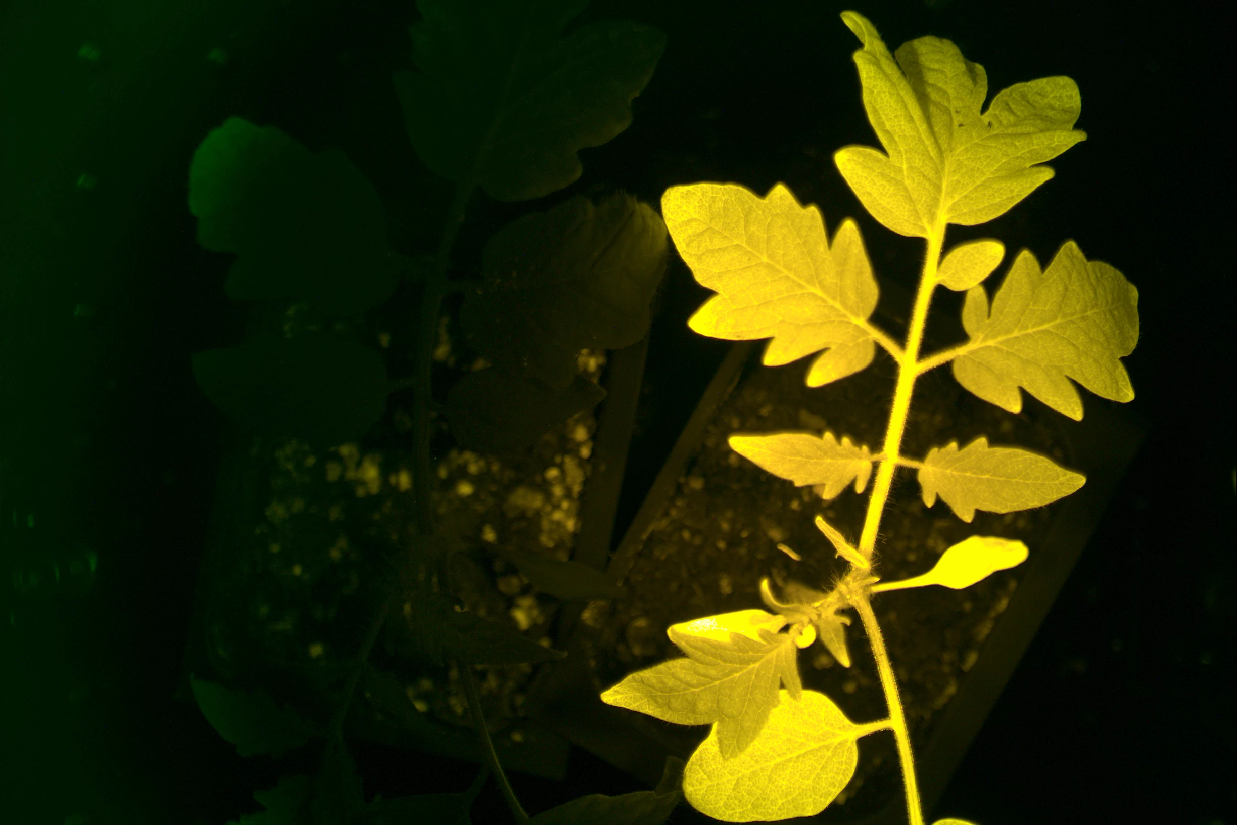 An InnerTomato plant fluoresces yellow, alongside a conventional plant