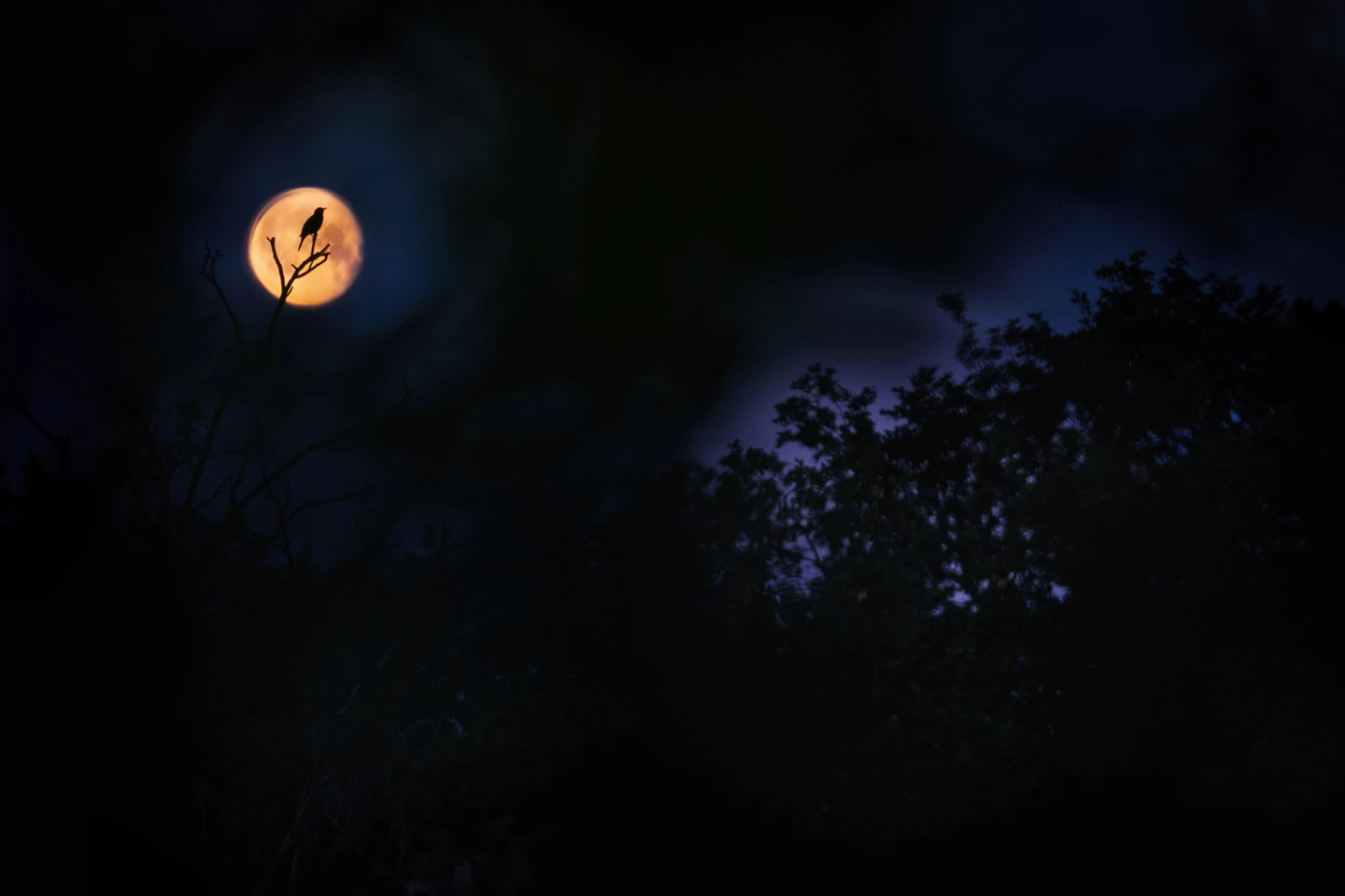 Young Bird Photographer of the Year 2023. "Blue Hour and Red Moon" (Germany)