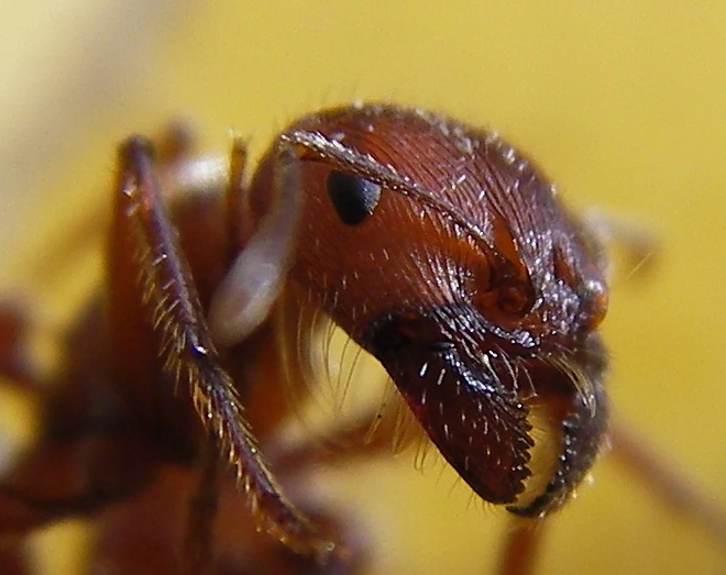Close up of a red harvester ant (Photo: Sandstein)