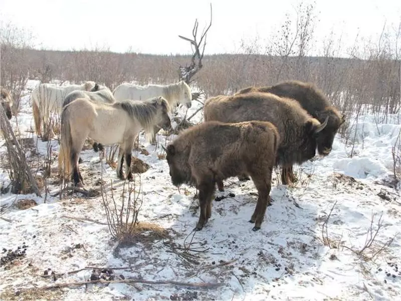 The animals in Pleistocene Park live together in harmony