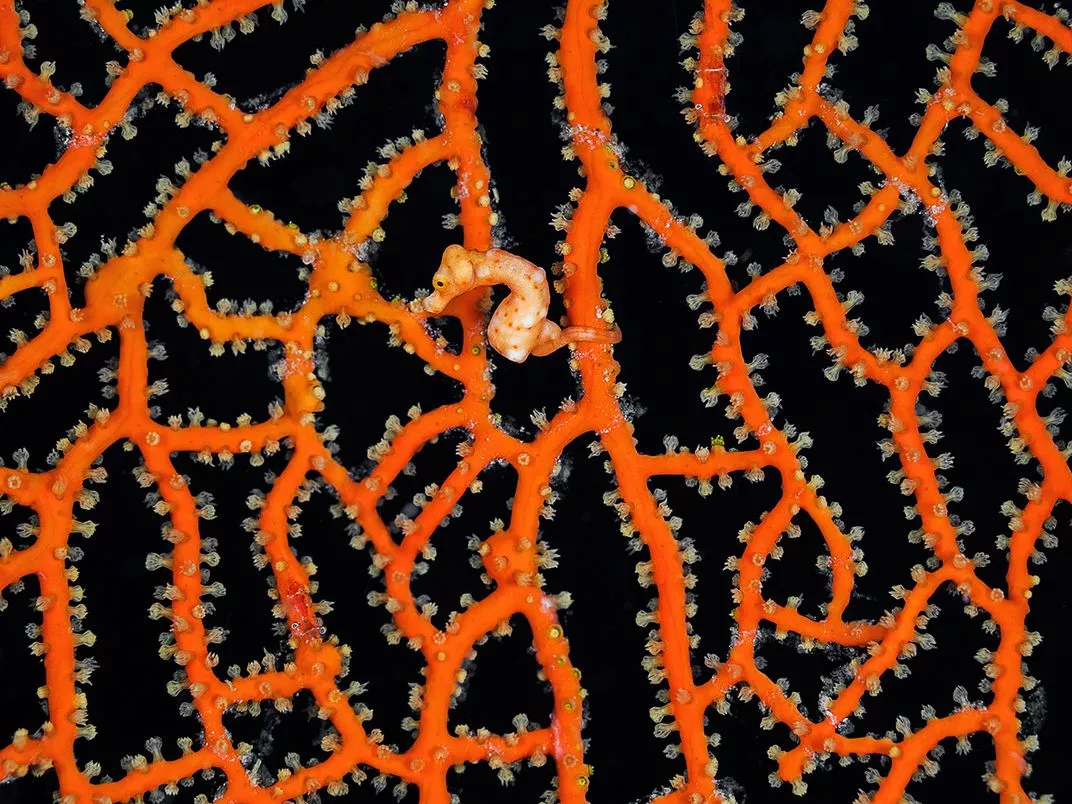 A finalist in the Natural World category – Hippocampus denise, one of the smallest seahorses in the world