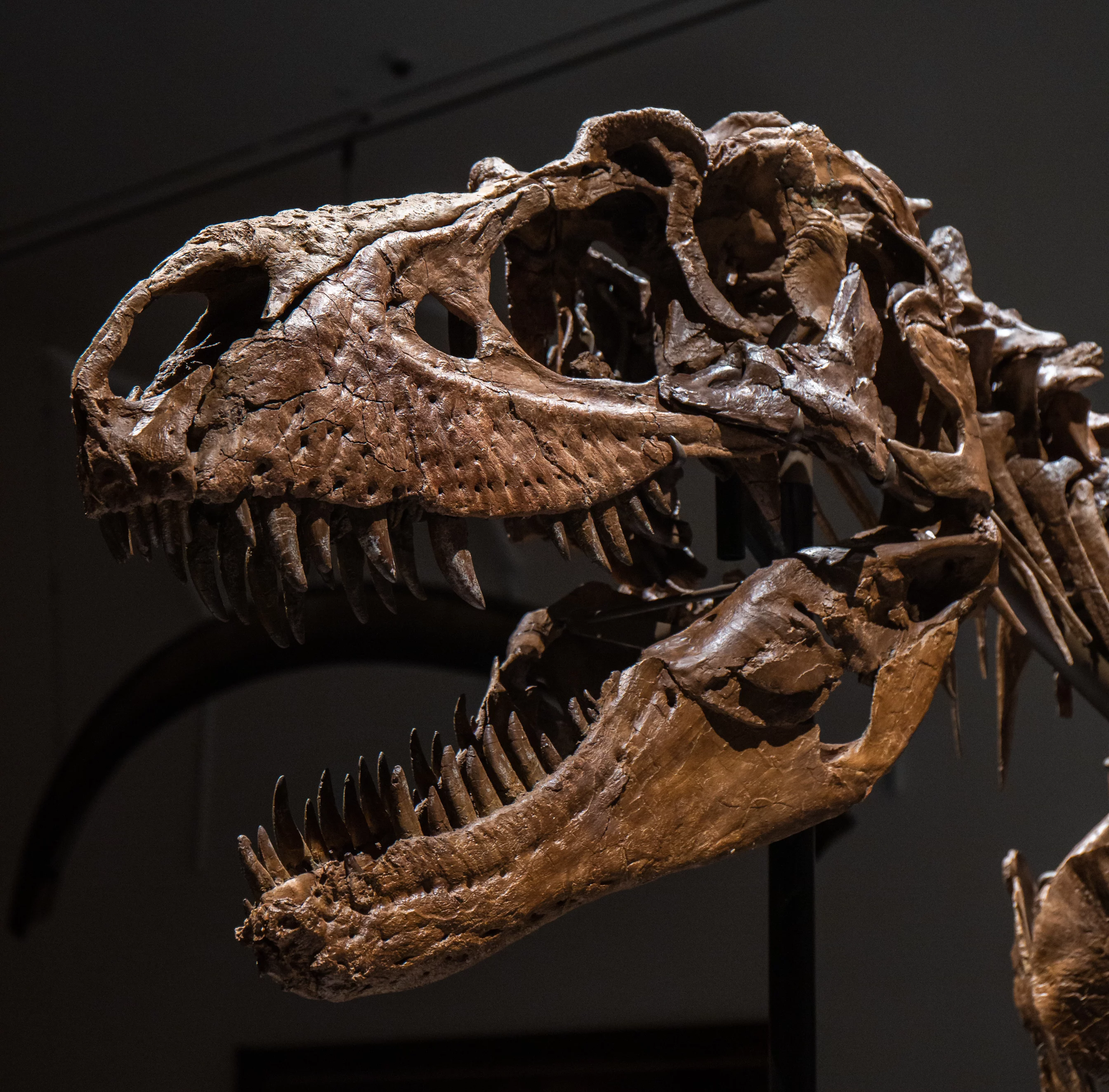 The Gorgosaurus will headline Sotheby's Natural History sale