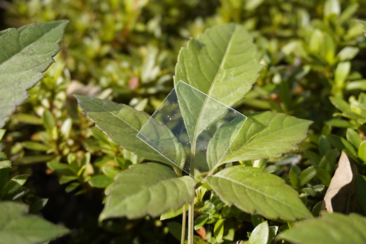 A sample sheet of the new biodegradable plastic
