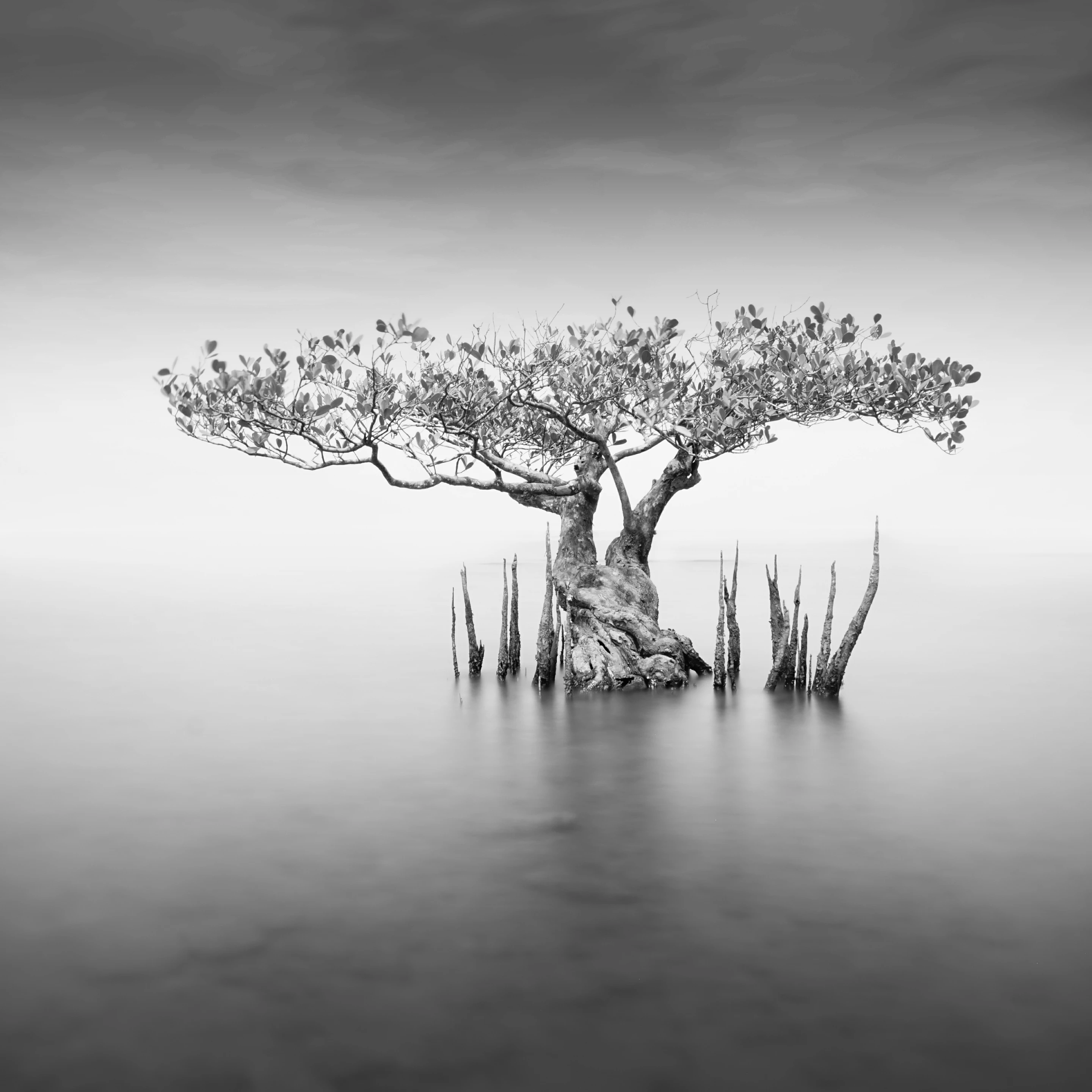'Vision Tree', Malaysia