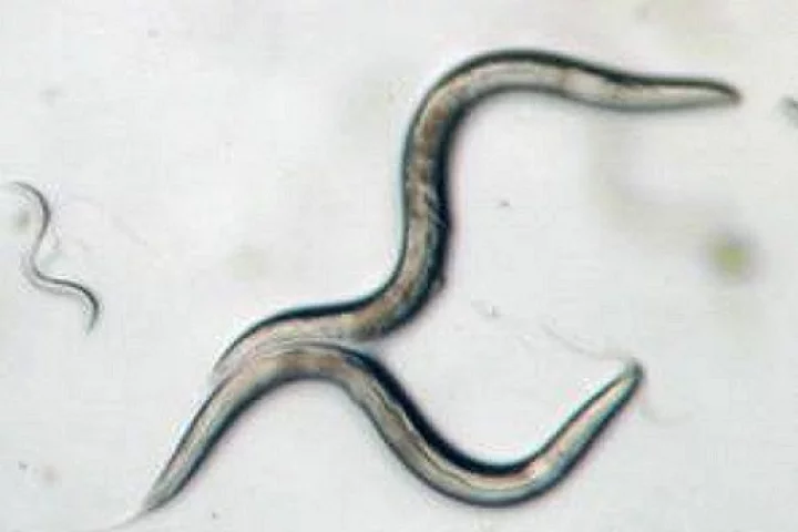 By observing Caenorhabditis Elegans, astronauts aboard the ISS hope to better understand the driving factors behind bone and muscle loss in space (Image: NASA)