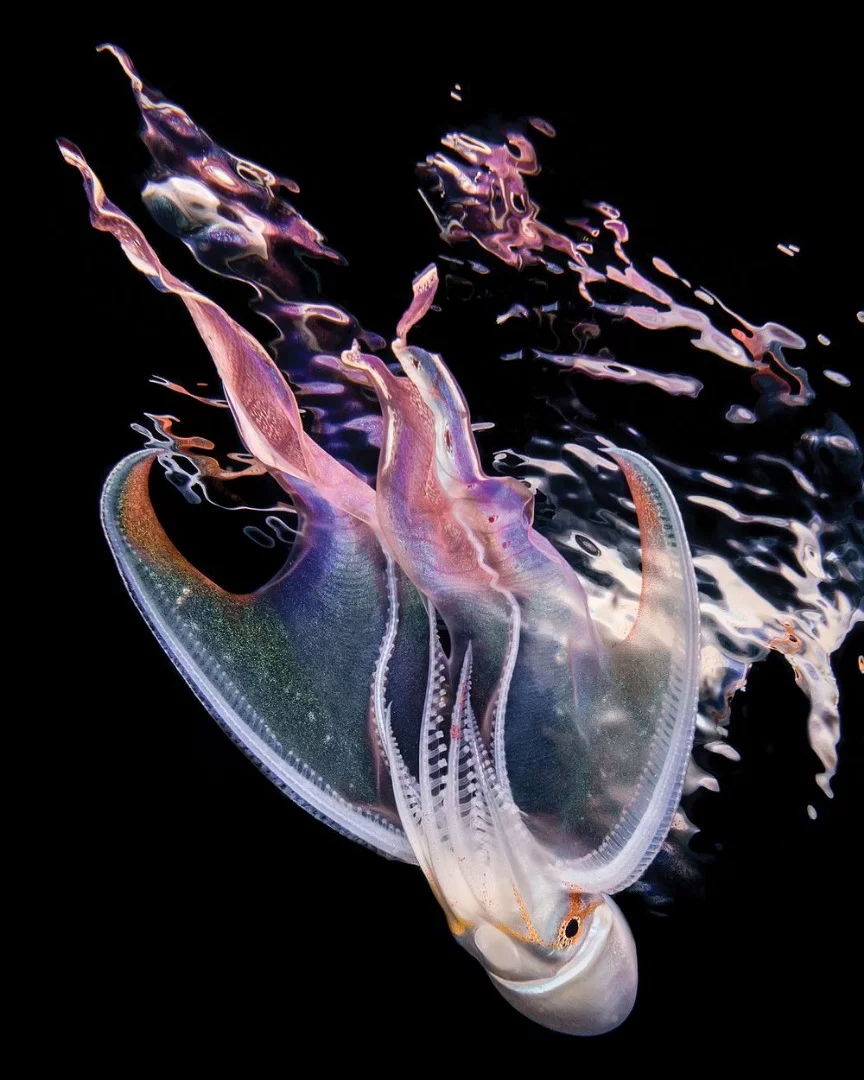 The top winner in the Macro category is a gorgeously colorful snap of a blanket octopus