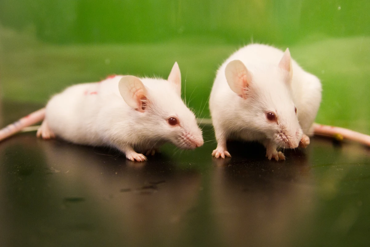Research has found mice lacking certain gut bacteria displayed antisocial behaviors and high levels of a stress hormone